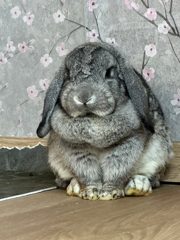 Hera