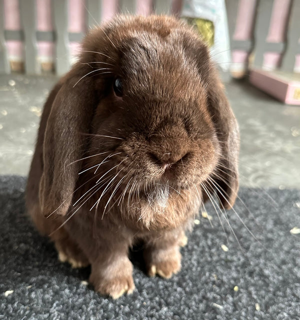 Loki