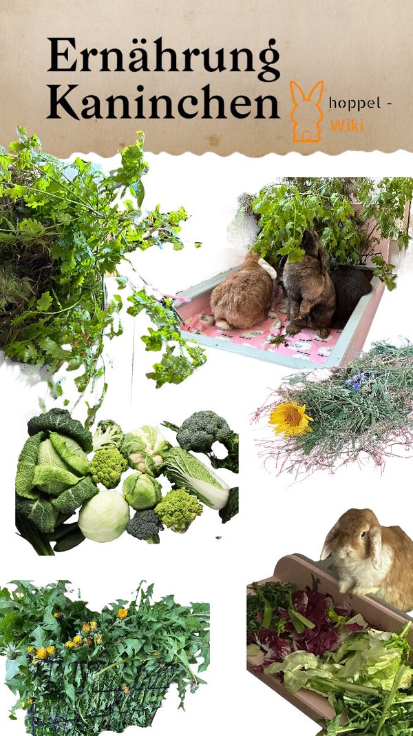 Rabbit Nutrition