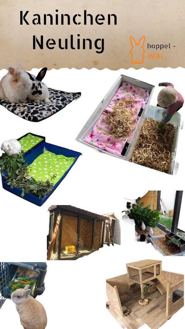 Rabbit Newbie