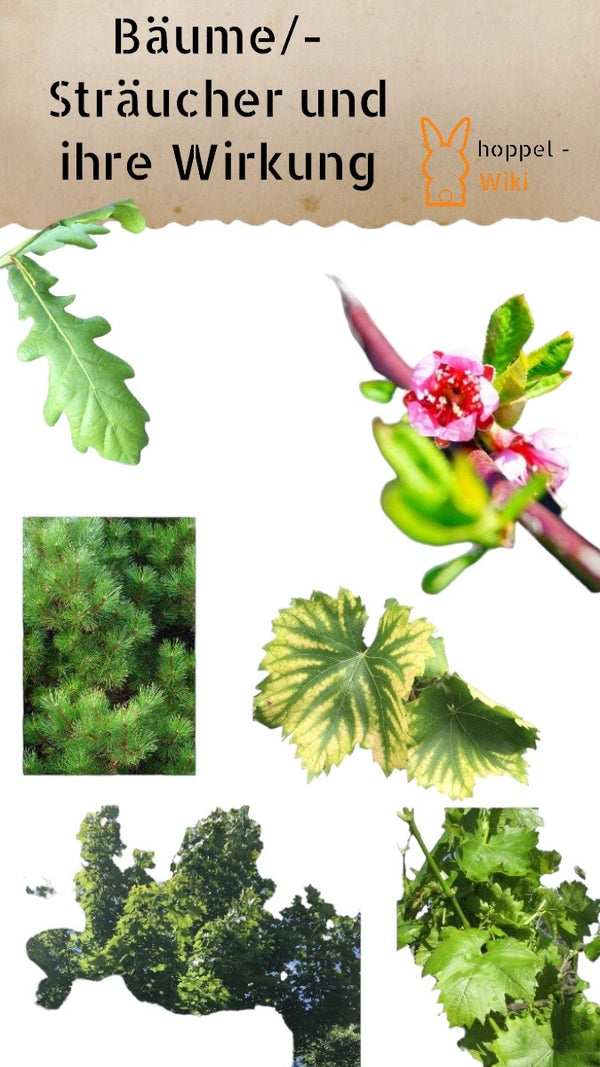 Trees Shrubs