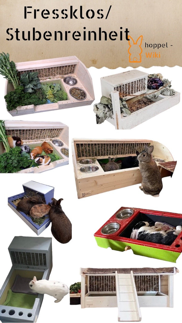 Litter Boxes House Training