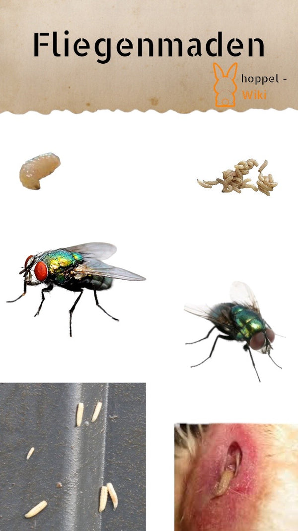 Fly larvae